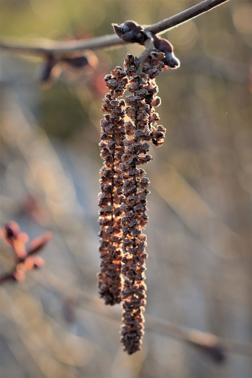 hazel  seeds  dried free photo