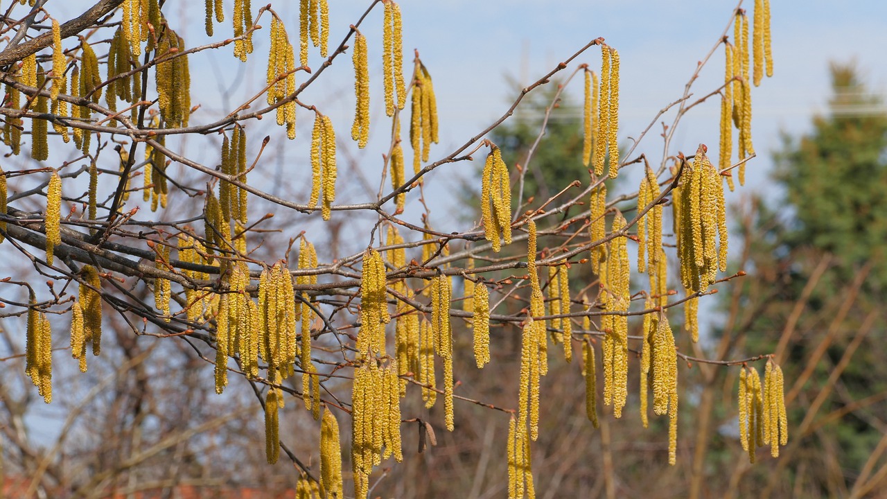 hazel  spring  tree free photo