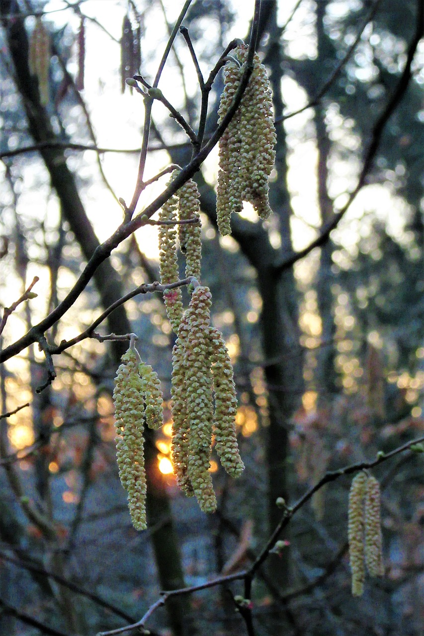 hazel  sunset  spring free photo