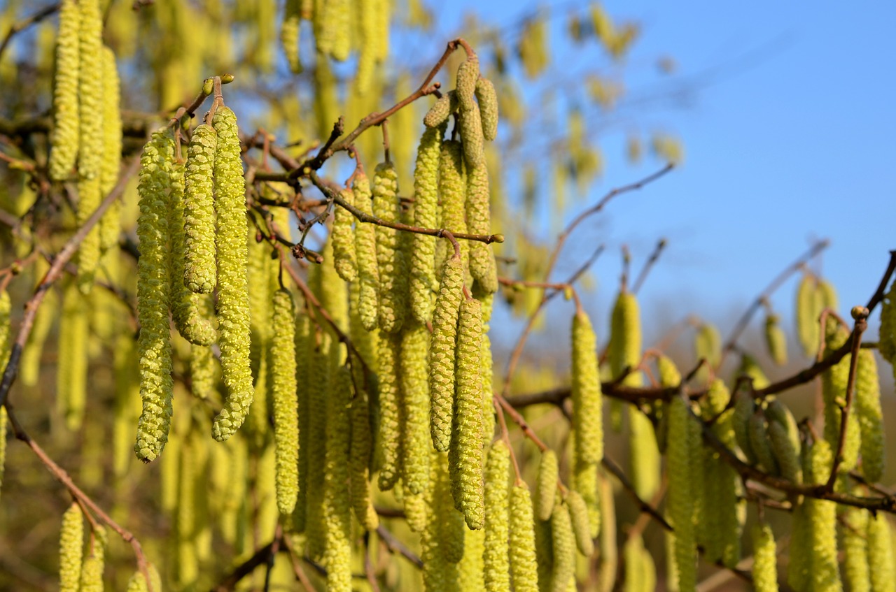 hazel pollen seeds free photo