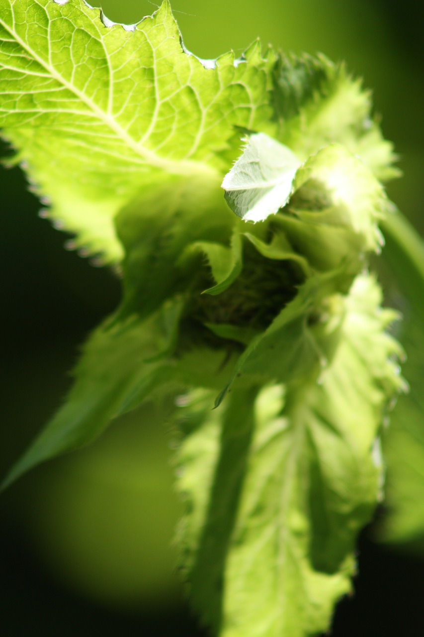 hazel green wild plant free photo