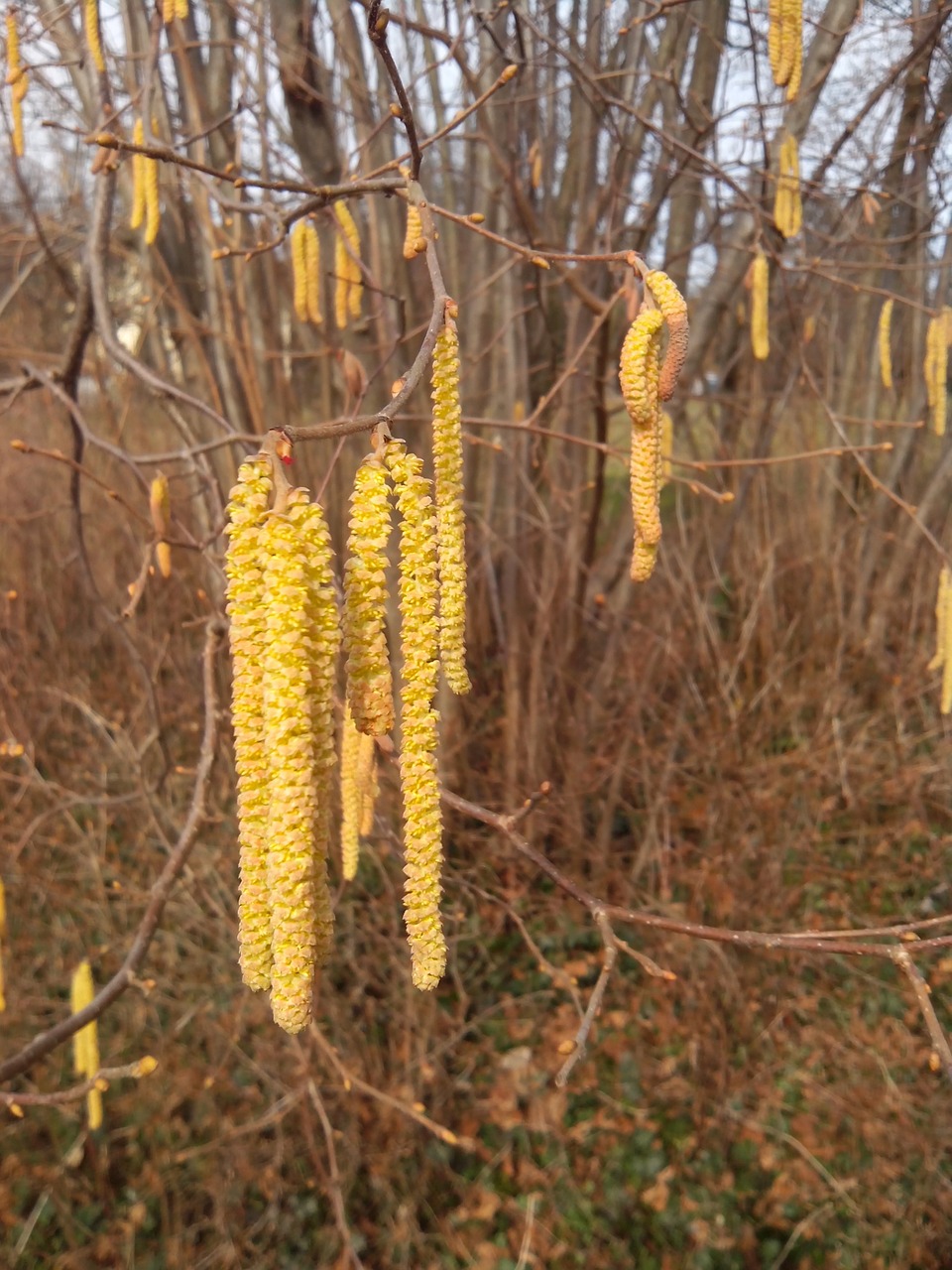 hazel flowers frühlingsanfang free photo