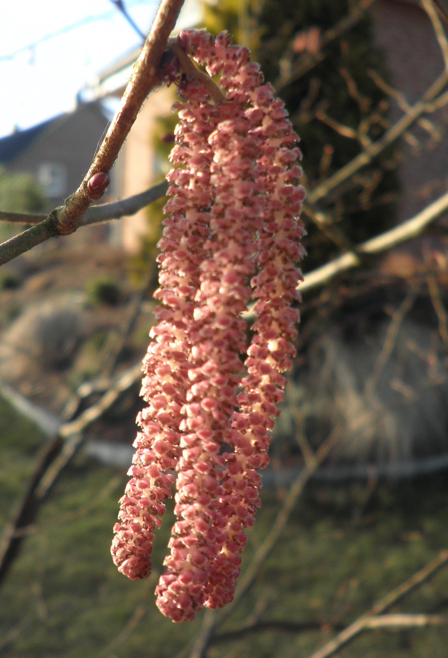 hazel hazelnut blossom free photo