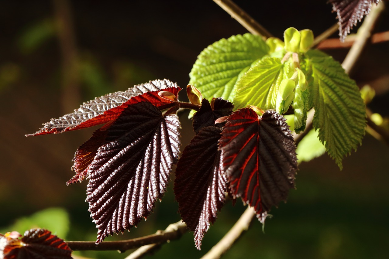 hazel colors foliage free photo