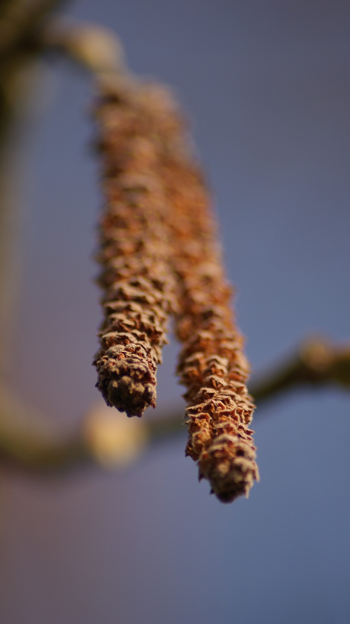 hazel flower sky free photo