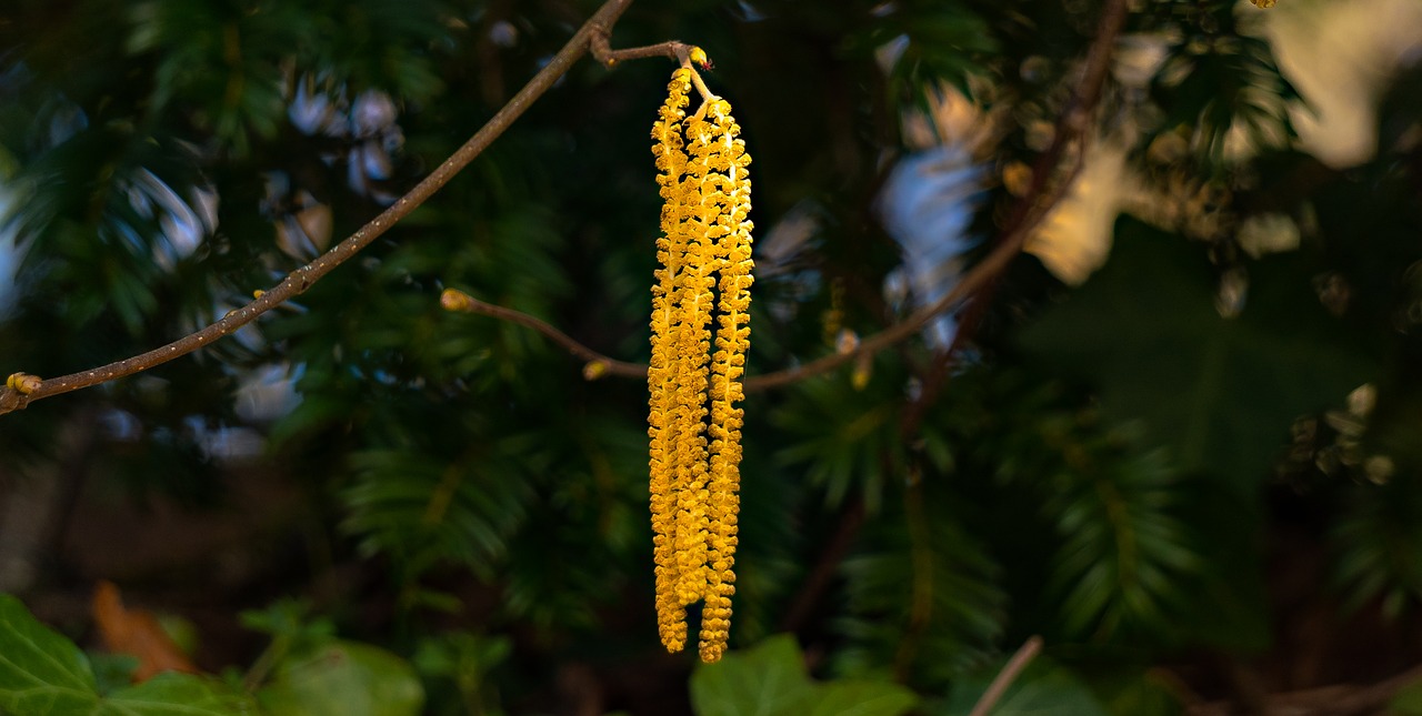 hazel alder  yellow  flowers free photo