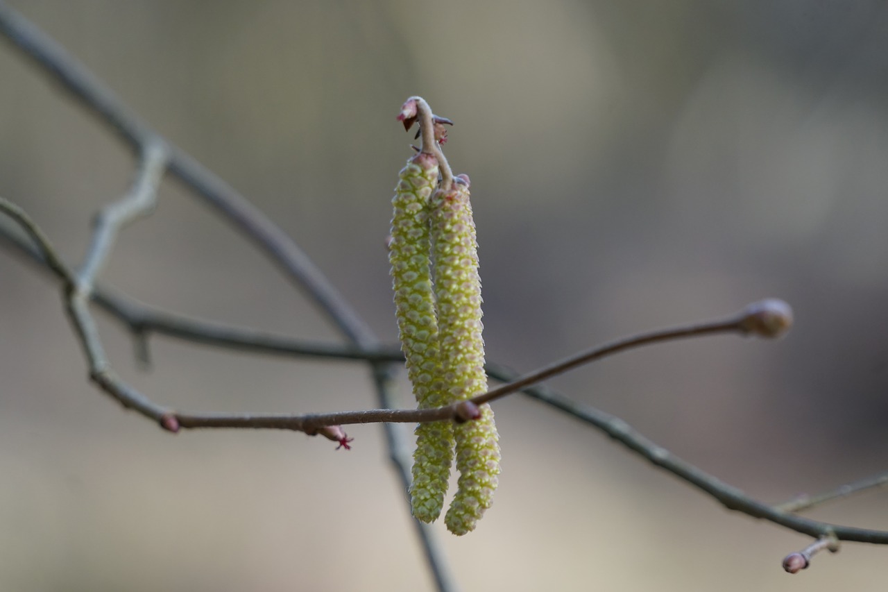 hazel flower  plant  spring free photo