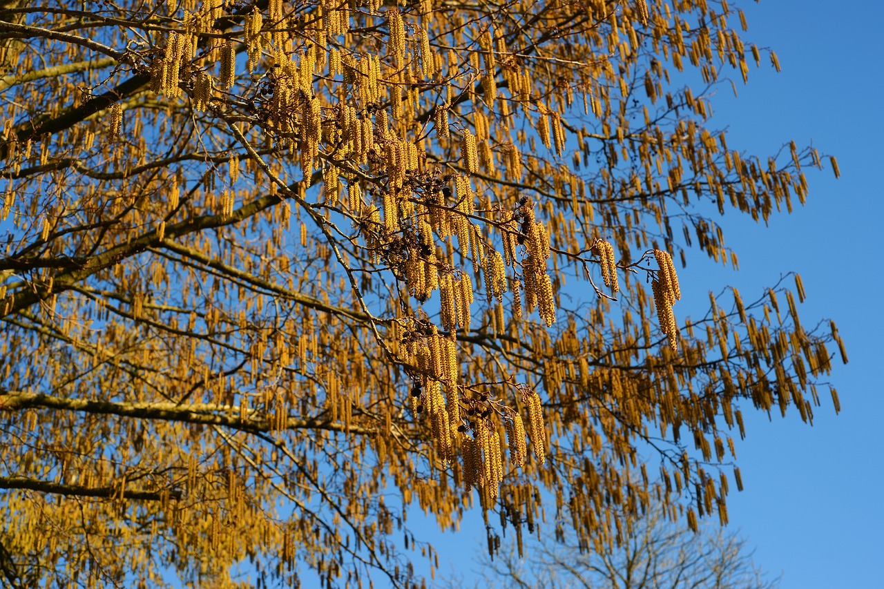 hazel flowers  hazelnut  flowers free photo