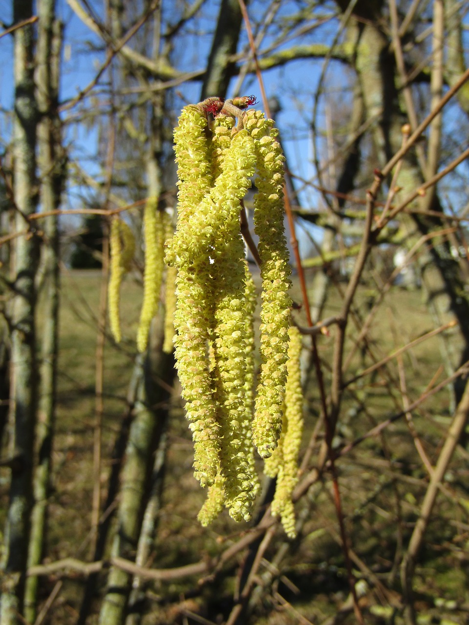 hazel flowers  hazel bloom  spring free photo