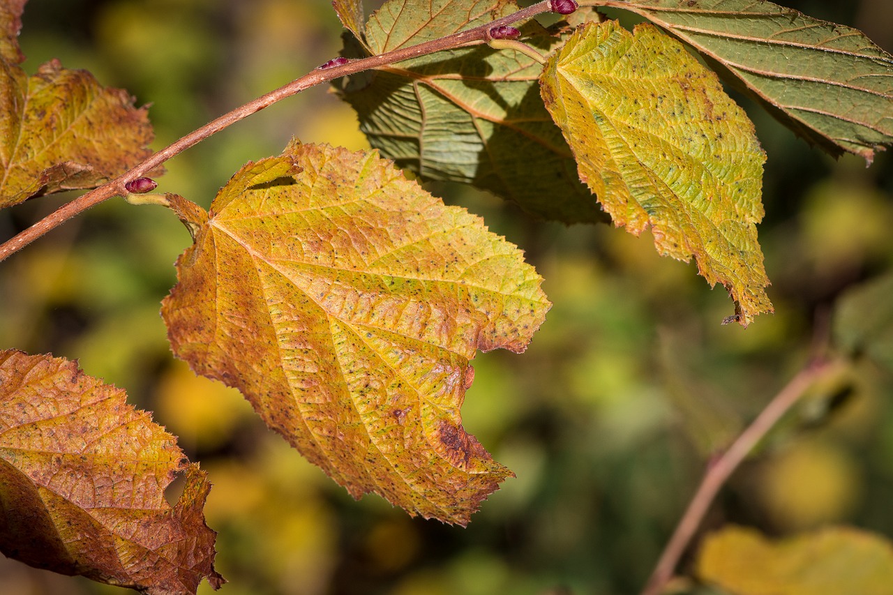 hazel leaves hazel branch autumn free photo