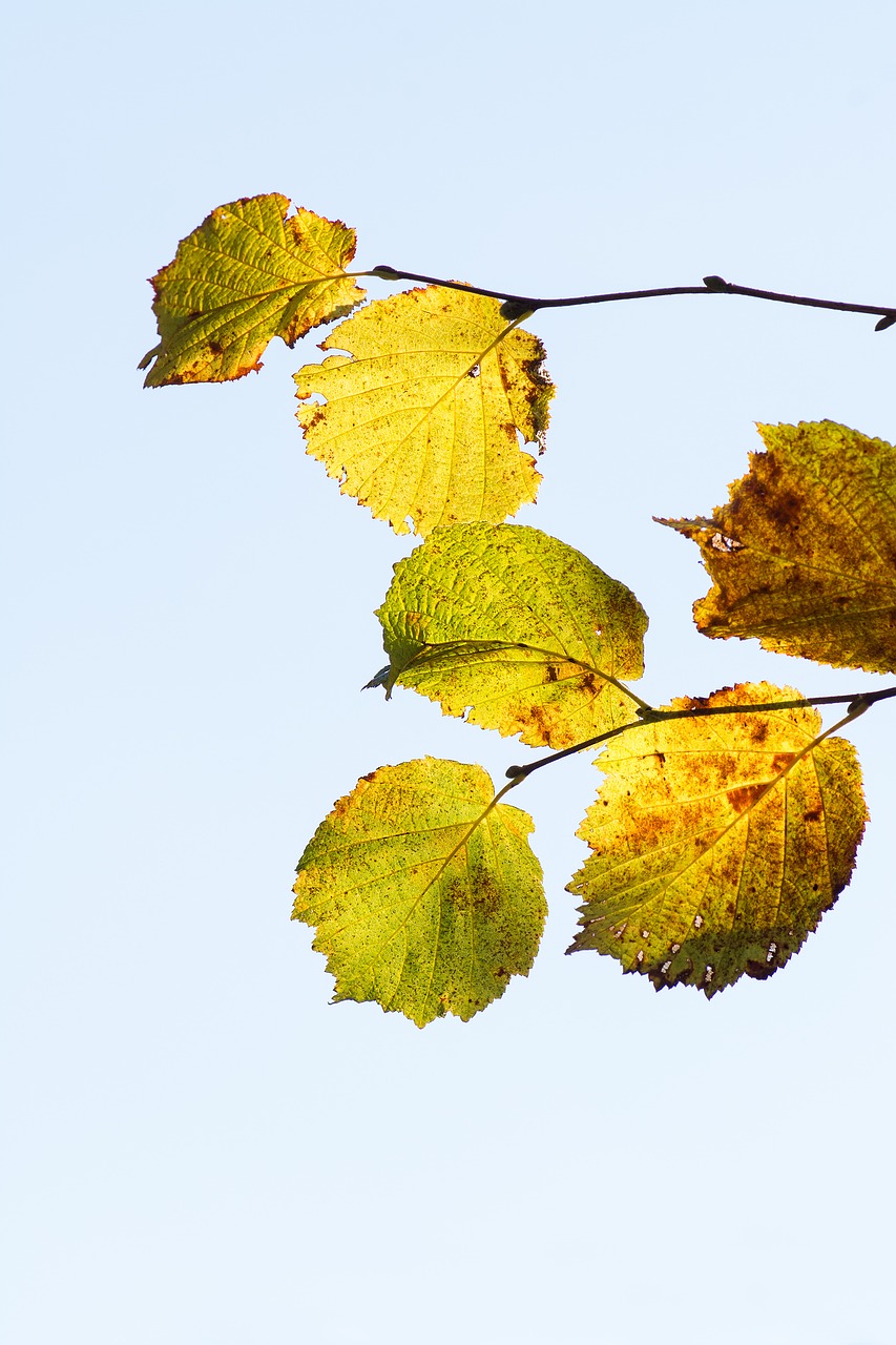 hazel leaves hazel branch fall leaves free photo