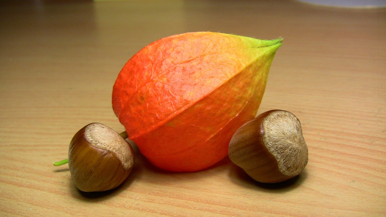 hazelnut peru physalis plant free photo