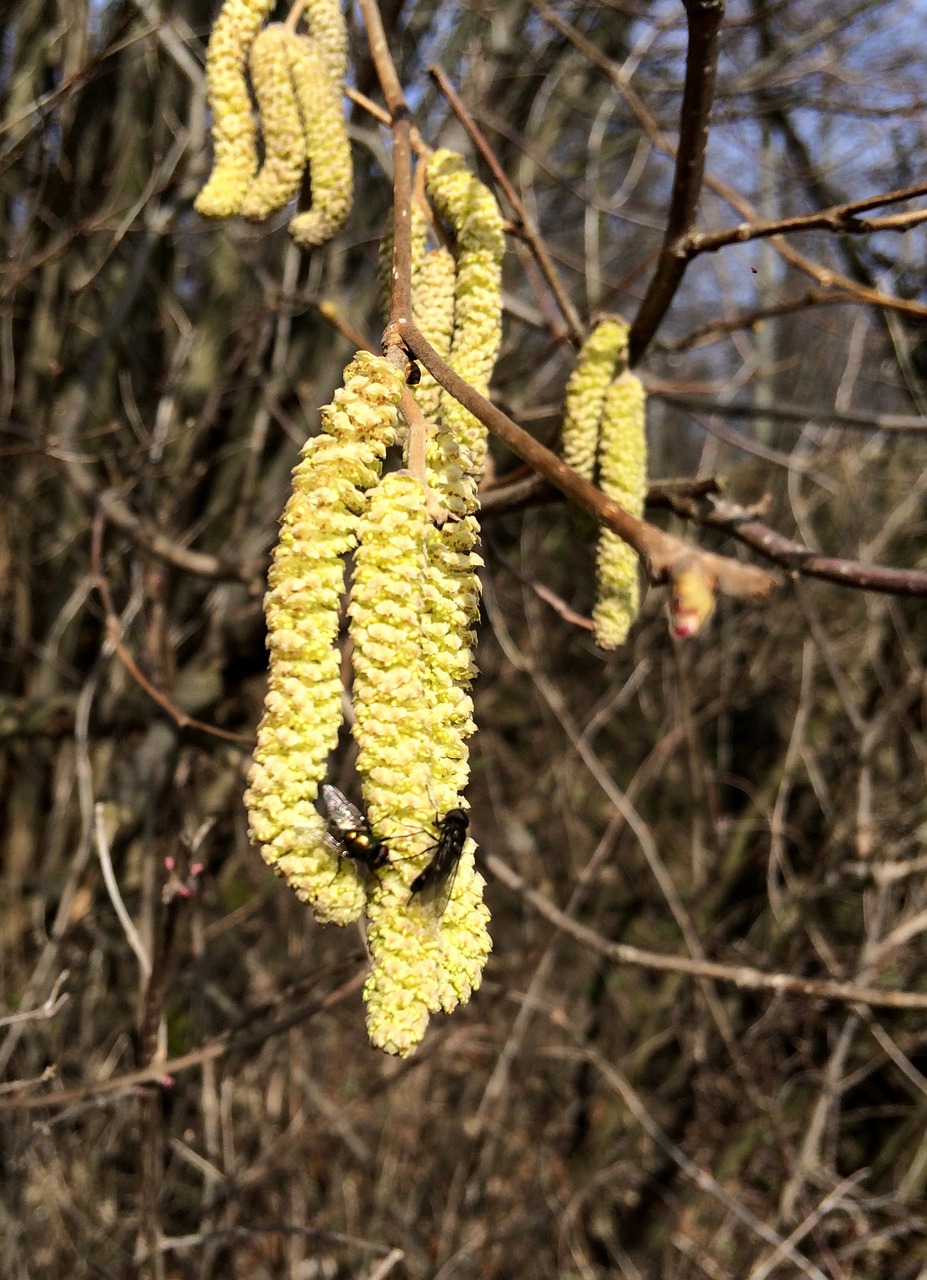 hazelnut blossom bloom free photo