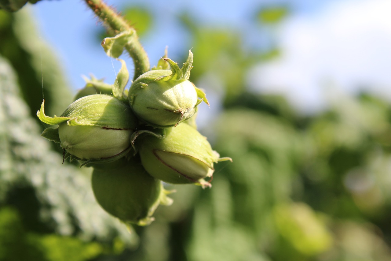 hazelnut fruits nuts free photo