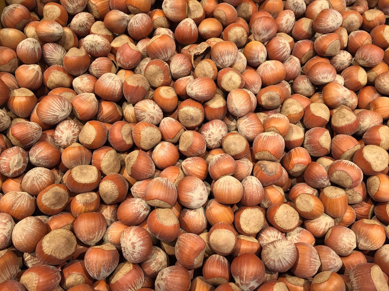 hazelnut nuts food free photo