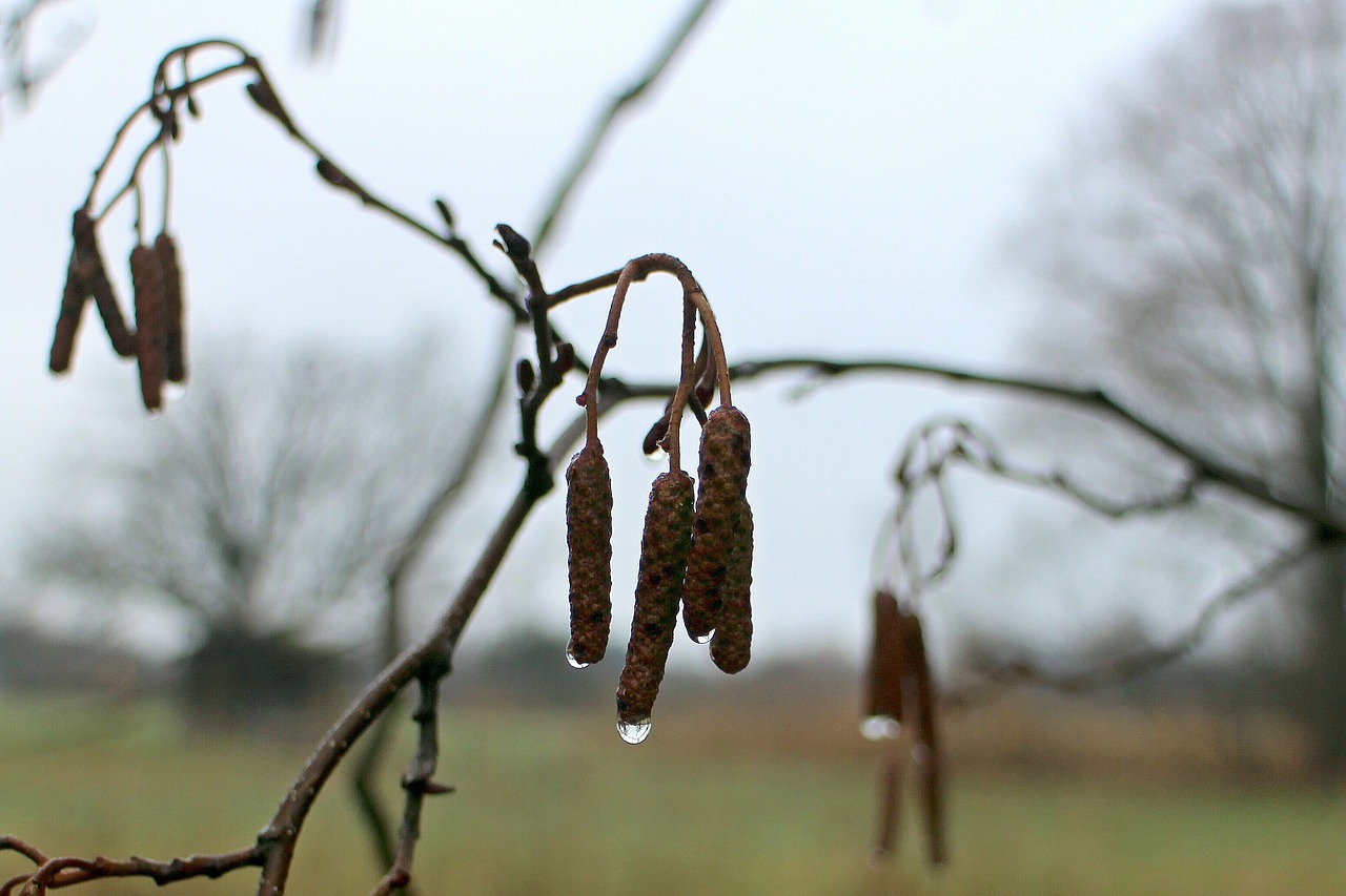 hazelnut seeds bud free photo