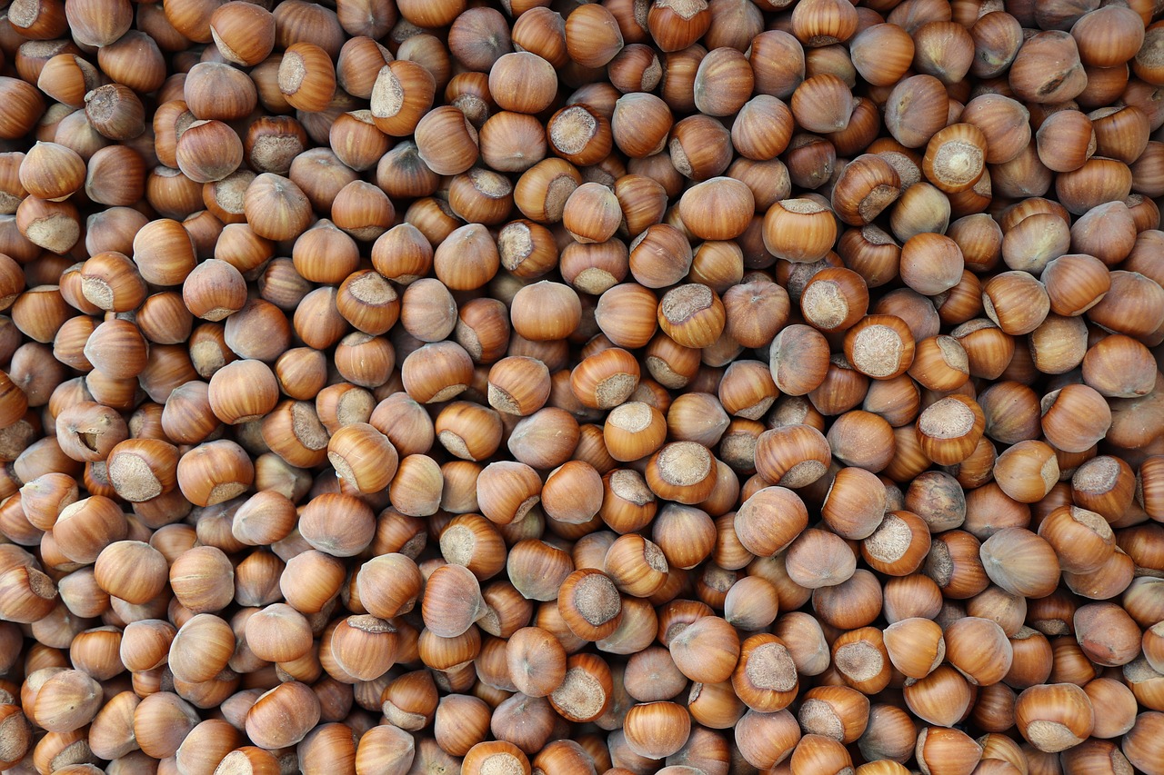 hazelnut  nuts  legume free photo