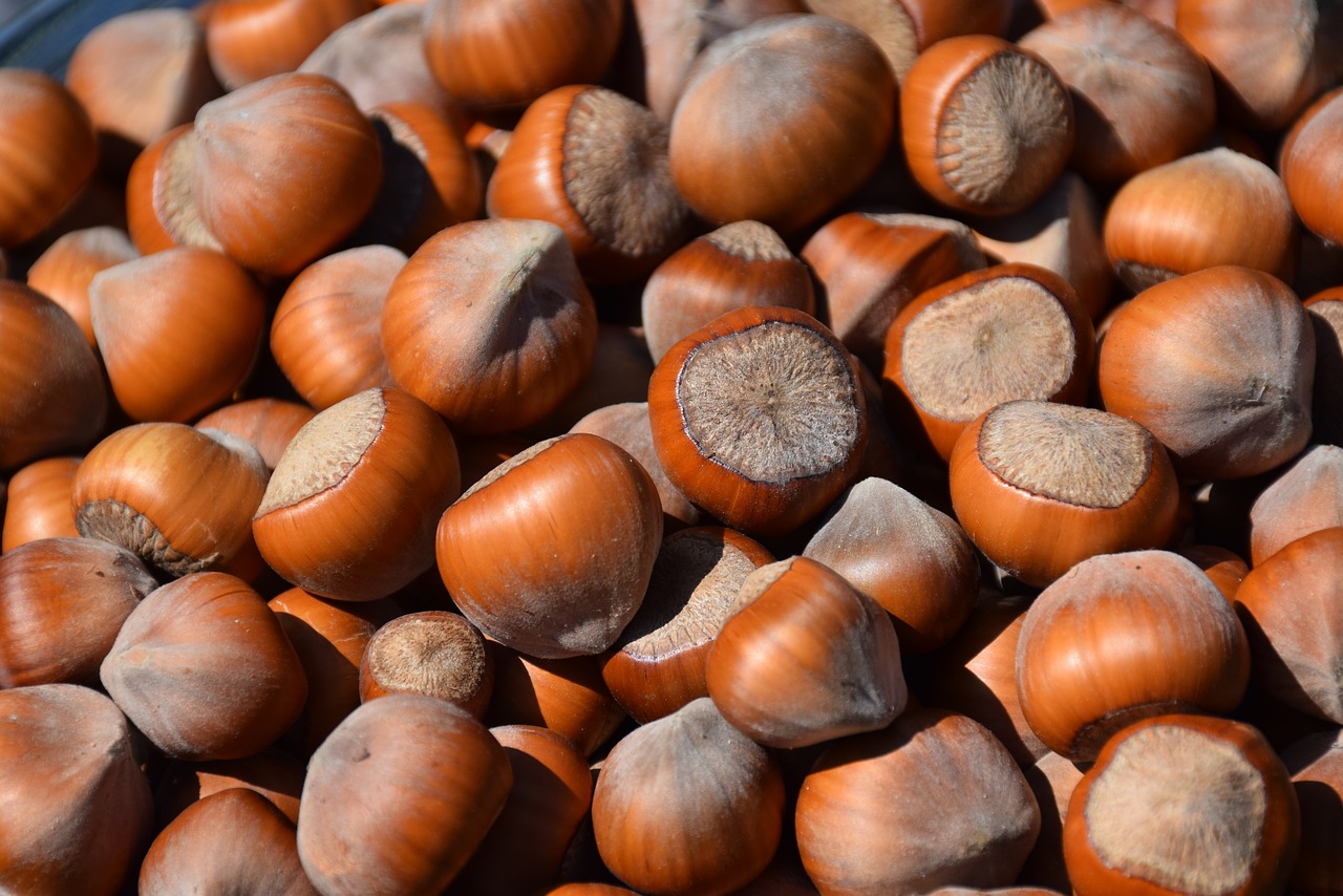 hazelnut  hazel  nuts free photo