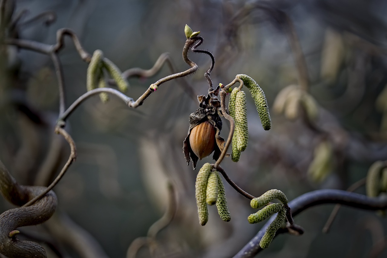 hazelnut  bush  hazel free photo