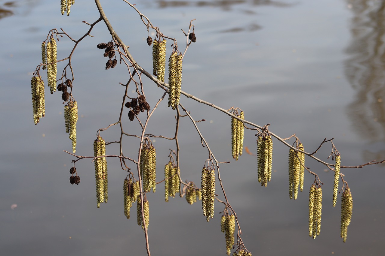 hazelnut  hazel flowers  water free photo