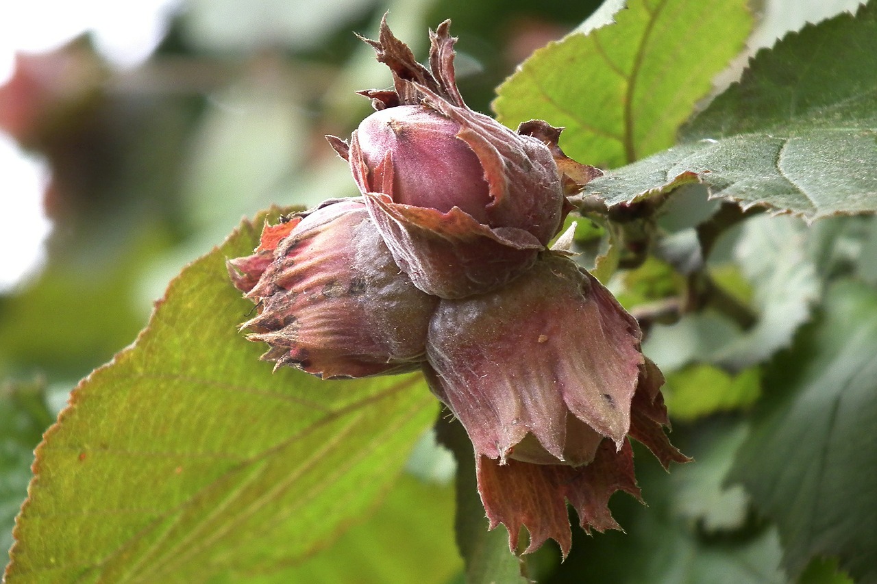 hazelnut fruits nut free photo