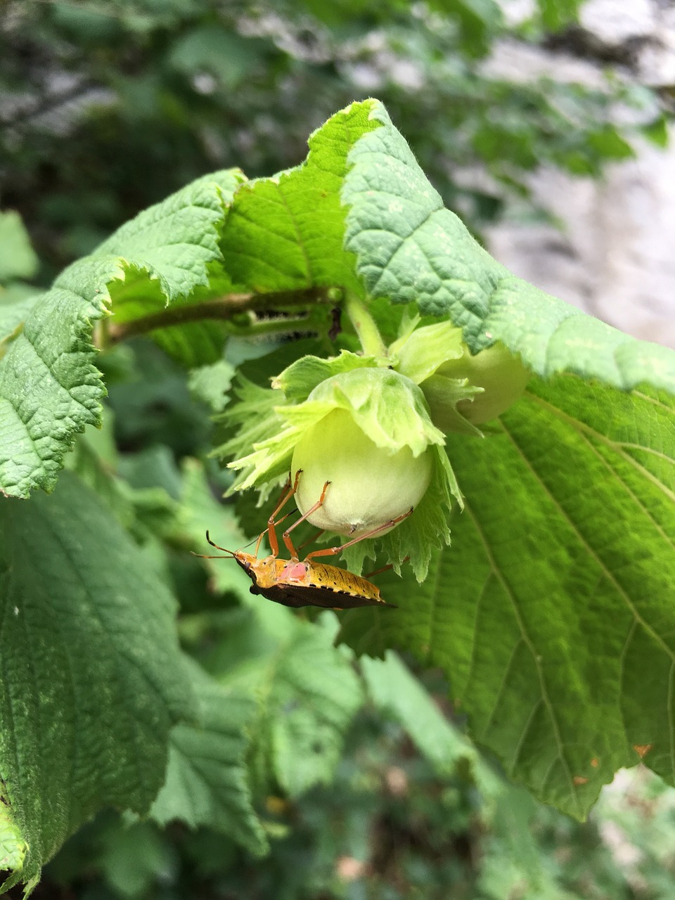 hazelnut  bug  plant free photo