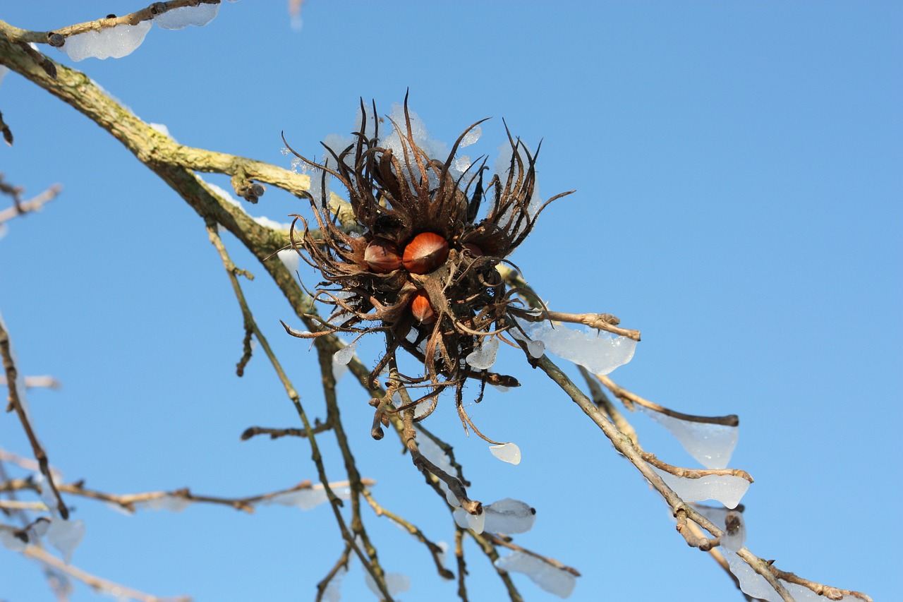 hazelnut tree winter free photo