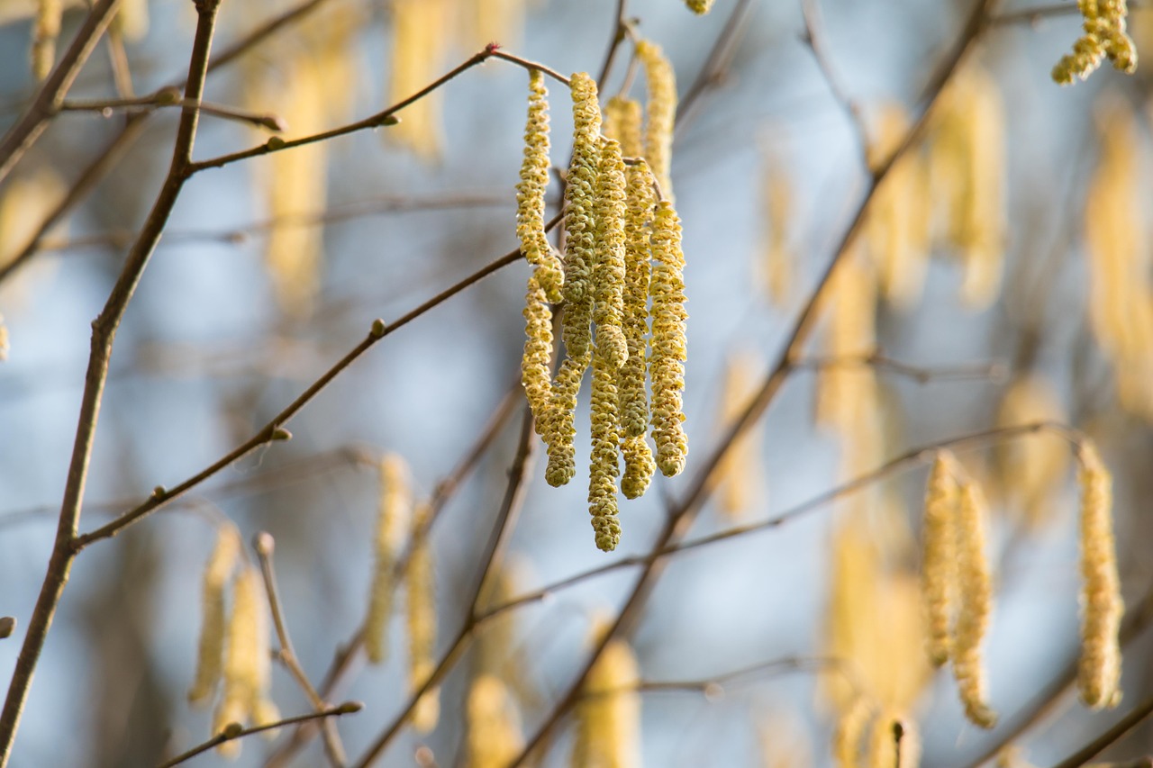 hazelnut blossom bloom free photo