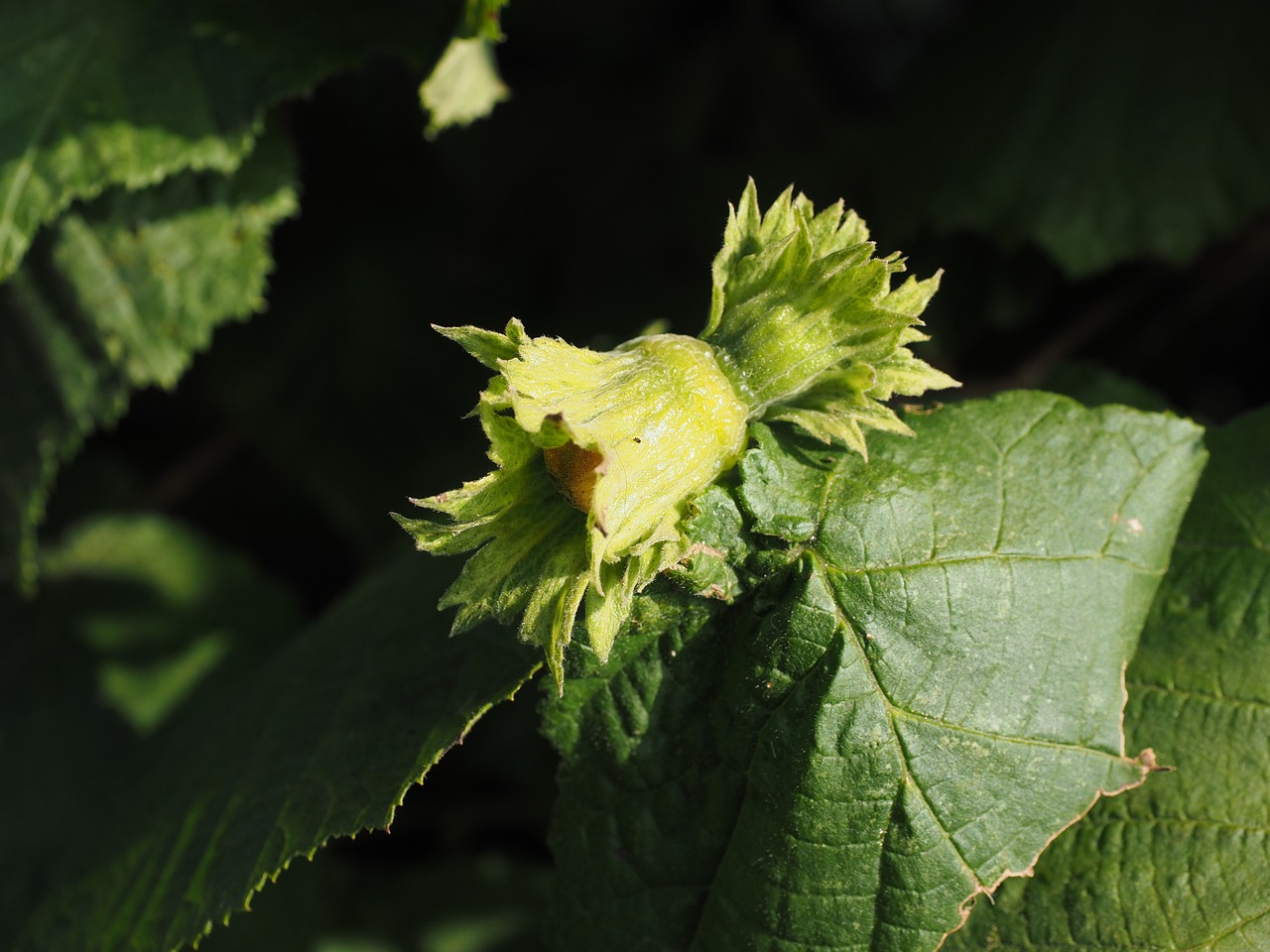 hazelnut fruit bush free photo