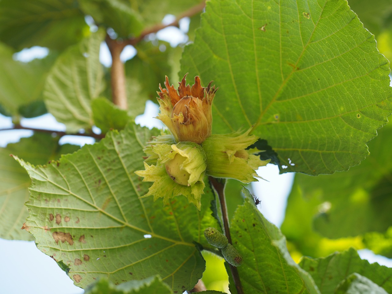 hazelnut fruit bush free photo