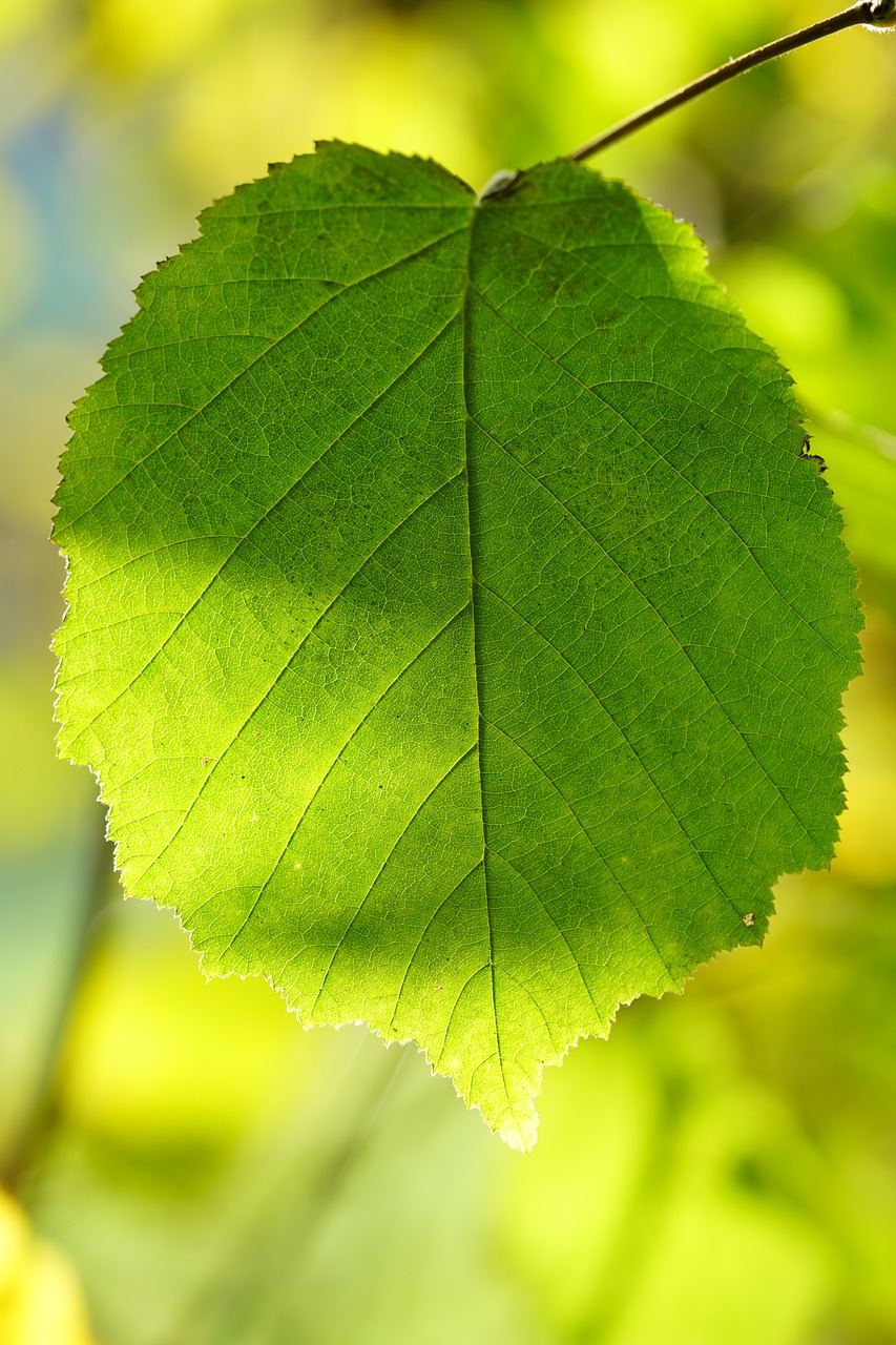 hazelnut leaf  leaf  common hazel free photo