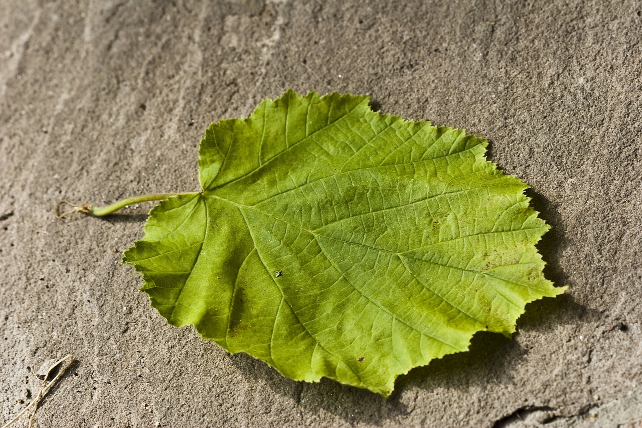 hazelnut leaf leaf green free photo