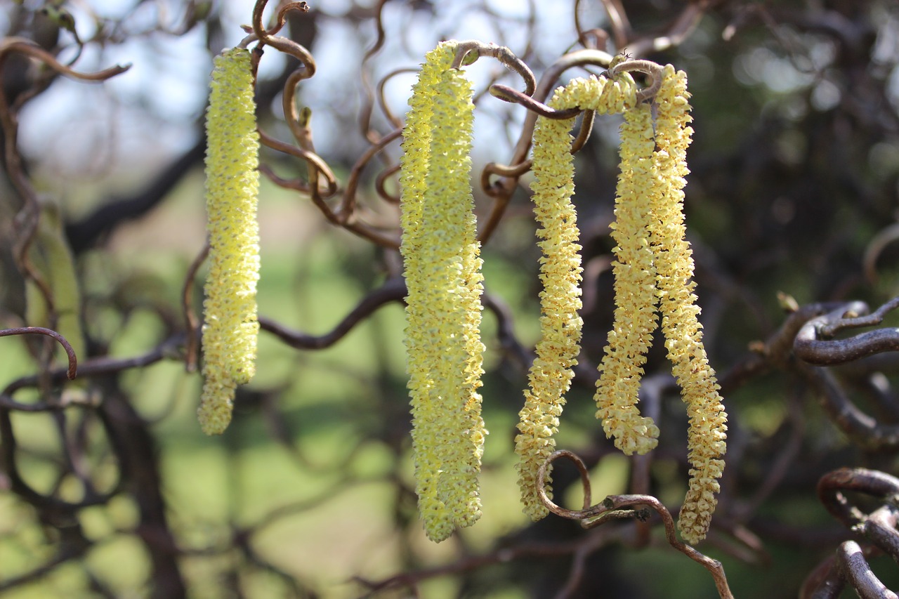 hazelnut pollen  nature  inflorescence free photo