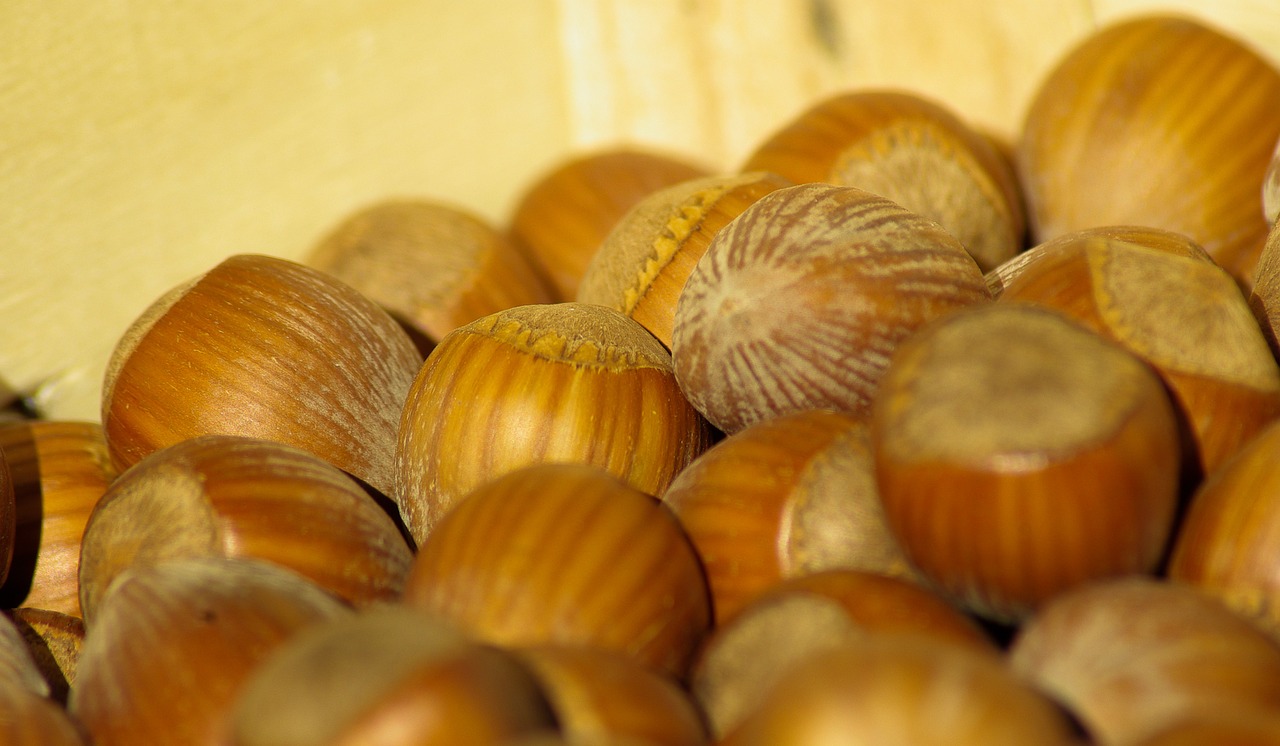 hazelnuts dried fruit fall free photo