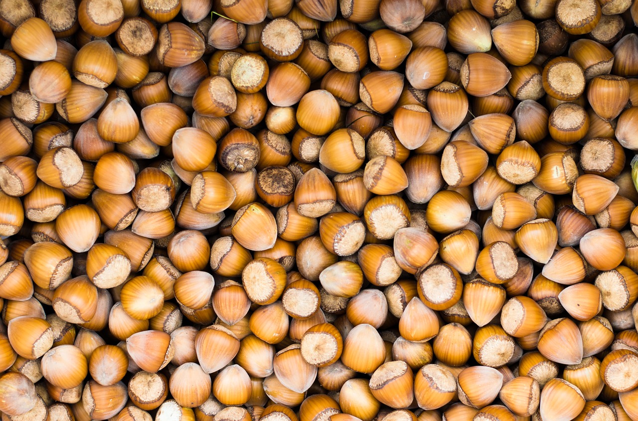 hazelnuts nut food free photo