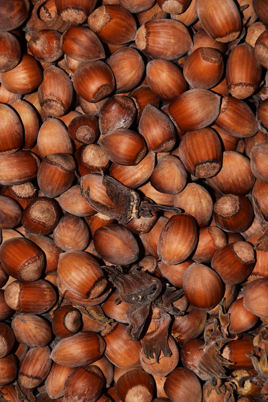 hazelnuts nuts background free photo