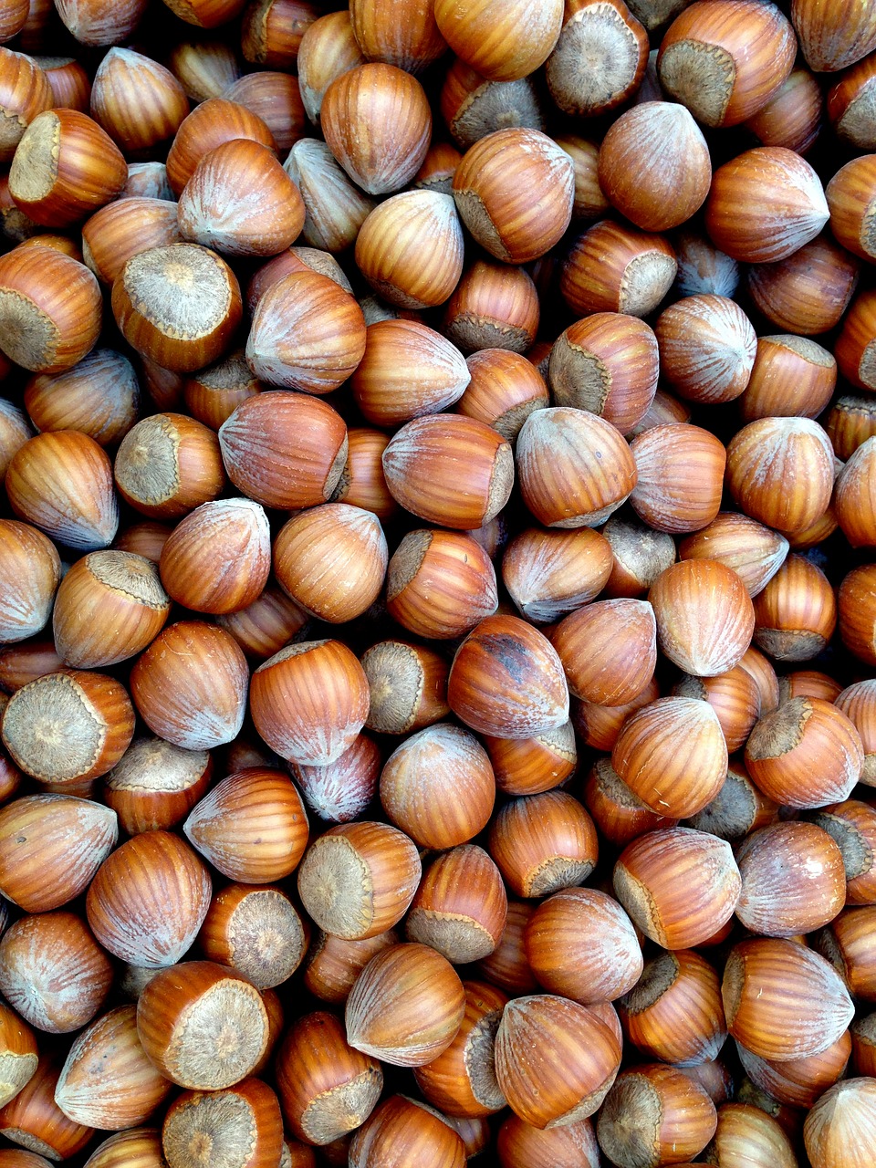 hazelnuts nut nuts free photo