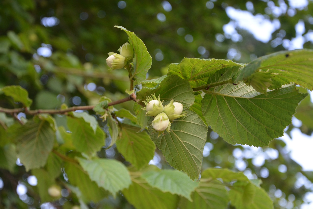 hazelnuts hazel leaves free photo