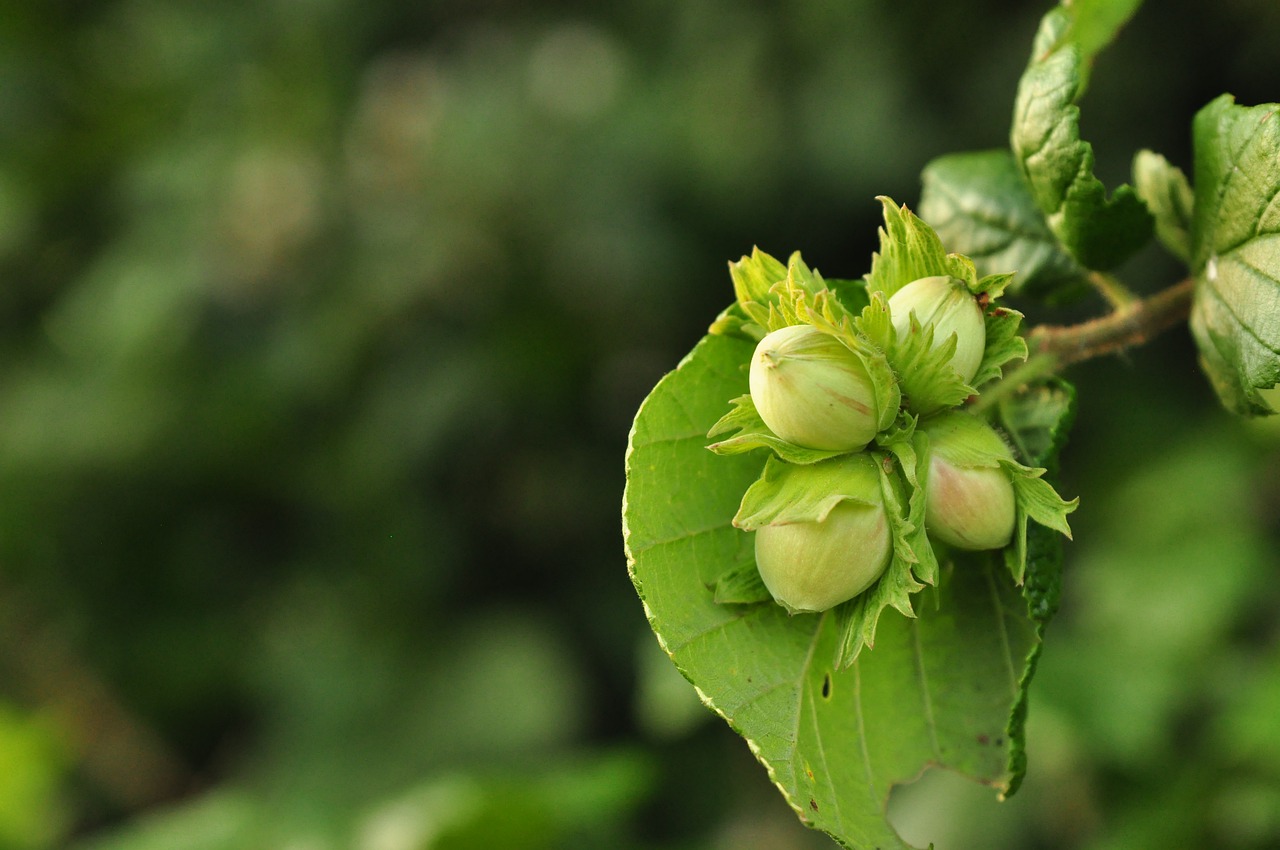 hazelnuts  macro  plant free photo