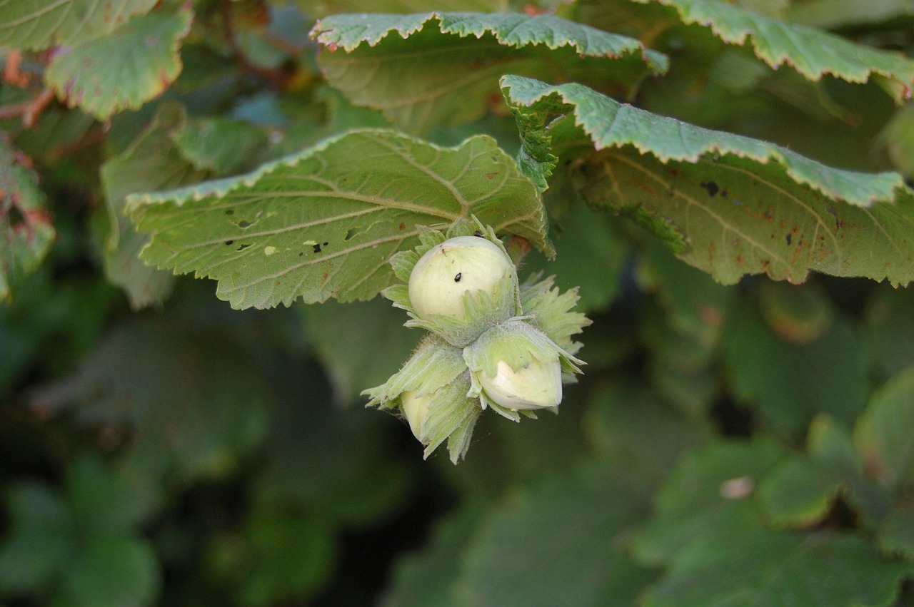 hazelnuts  green  hazel free photo