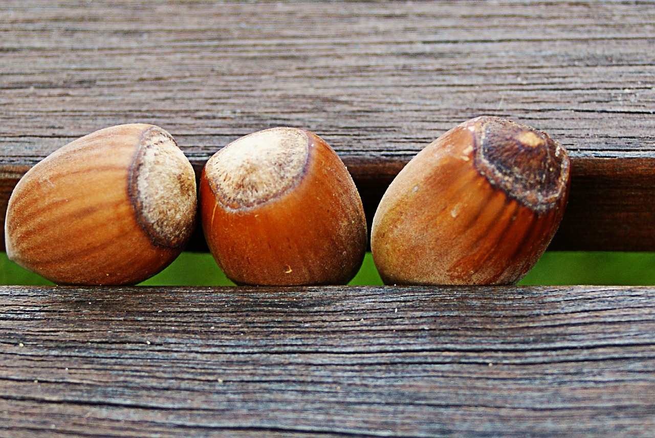 hazelnuts wood bench free photo