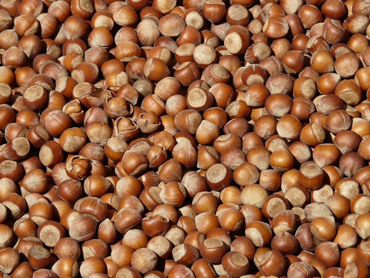 hazelnuts brown nuts free photo