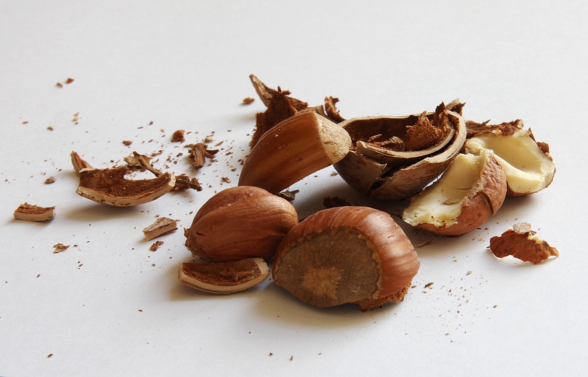 hazelnuts nuts shell free photo