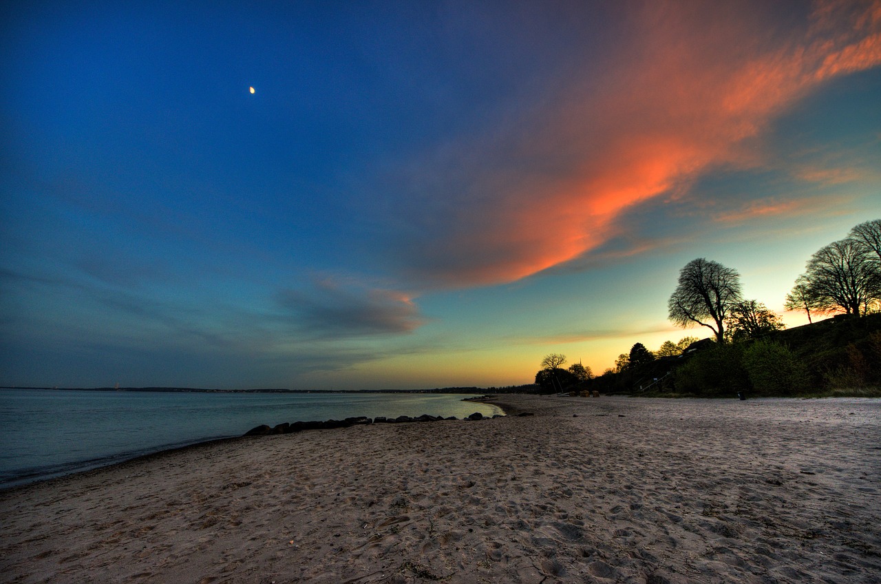 hdr trees sand free photo