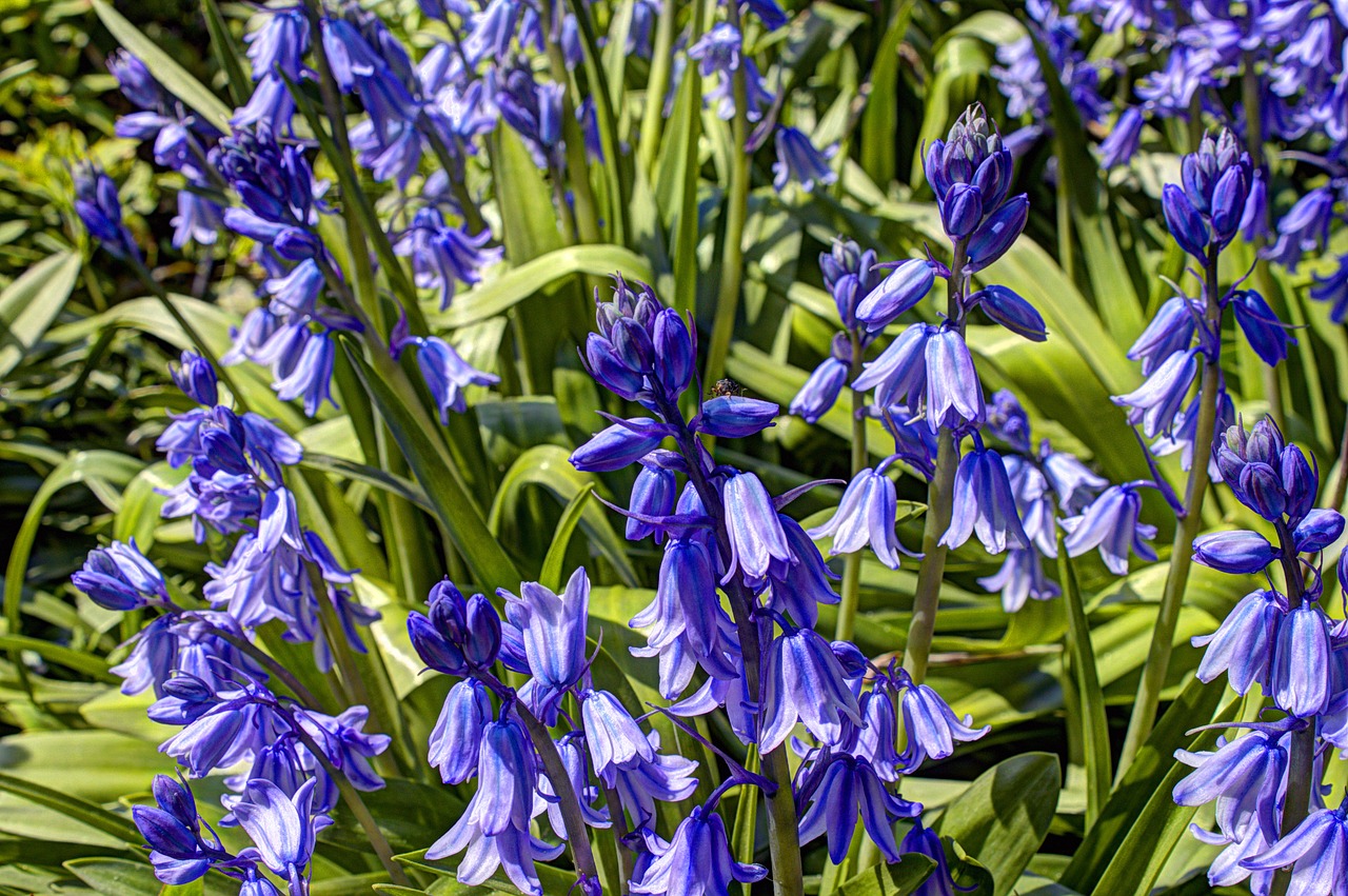 hdr  flowers  violet free photo