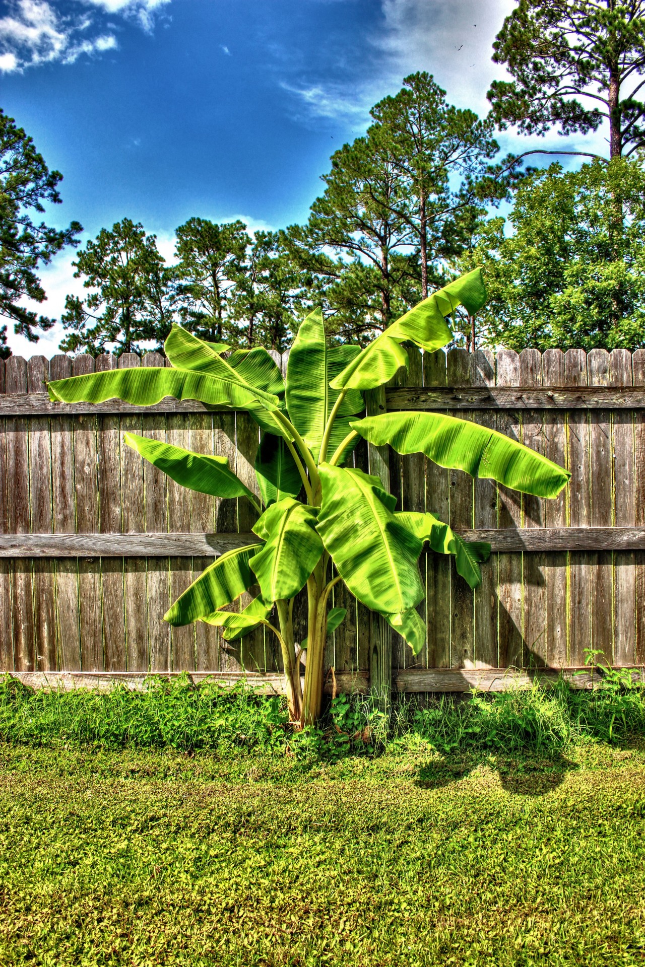 high dynamic range banana tree grass free photo