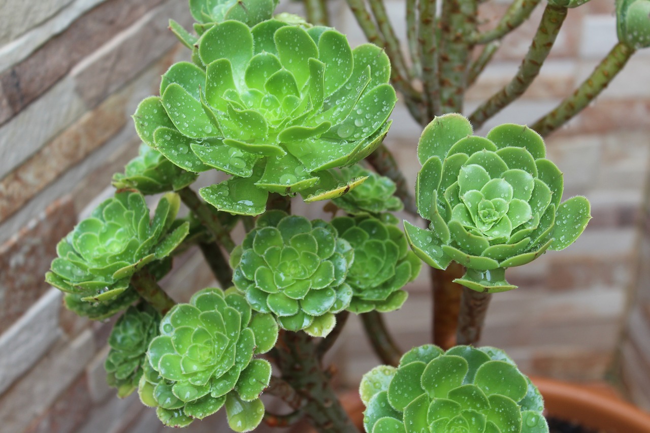 he aeonium  succulent  green free photo