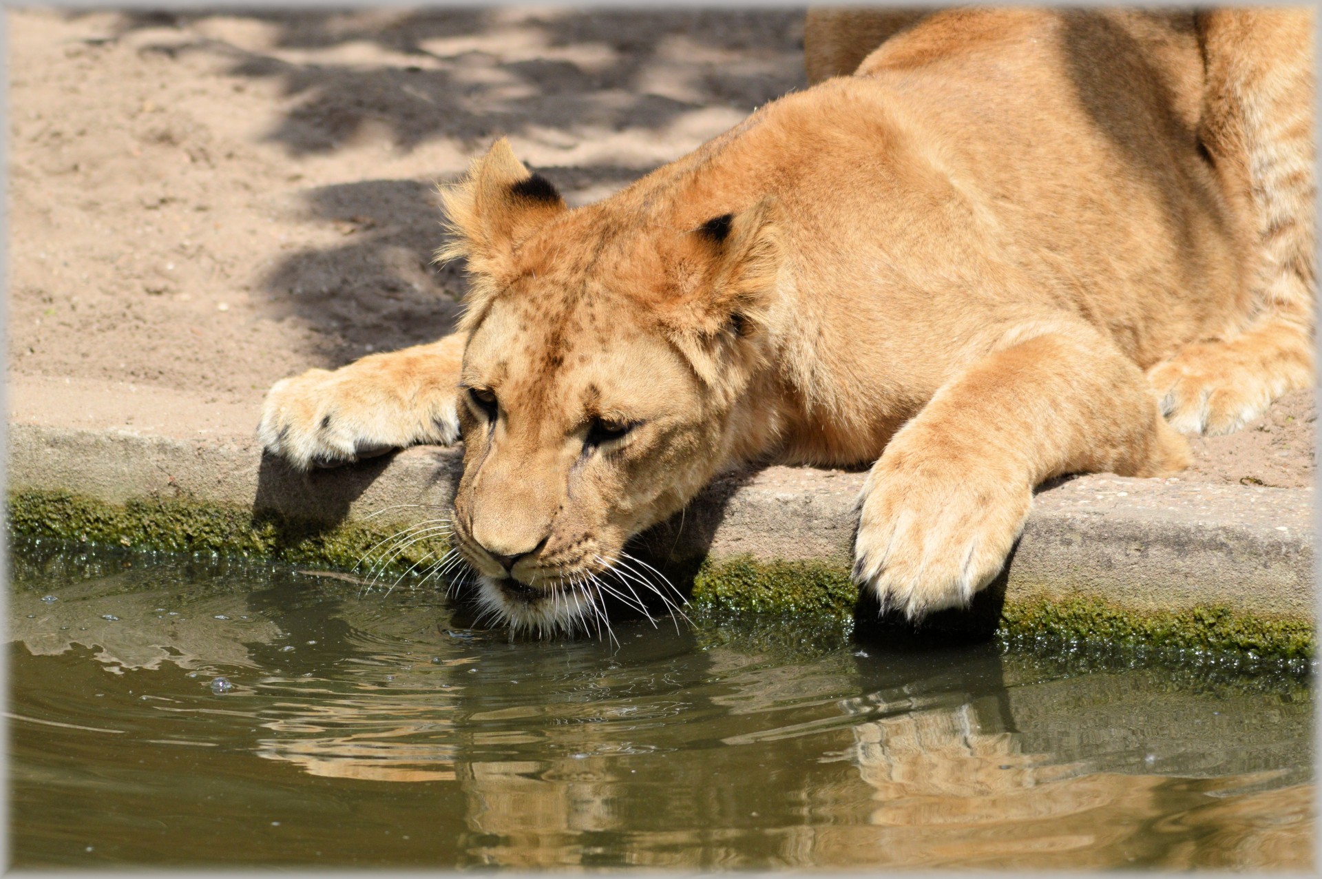 lion lioness wildlife free photo