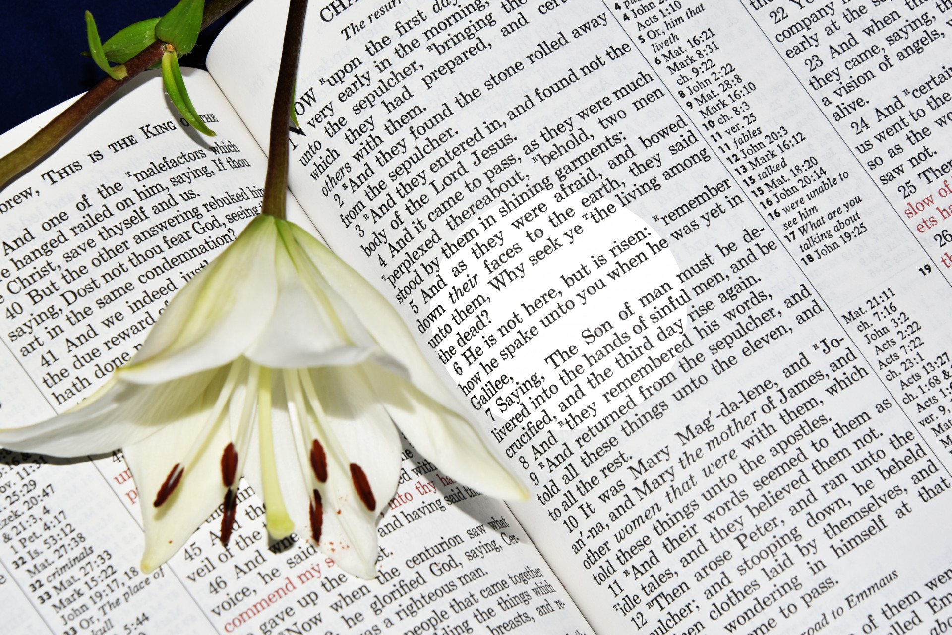 flower bible scripture free photo
