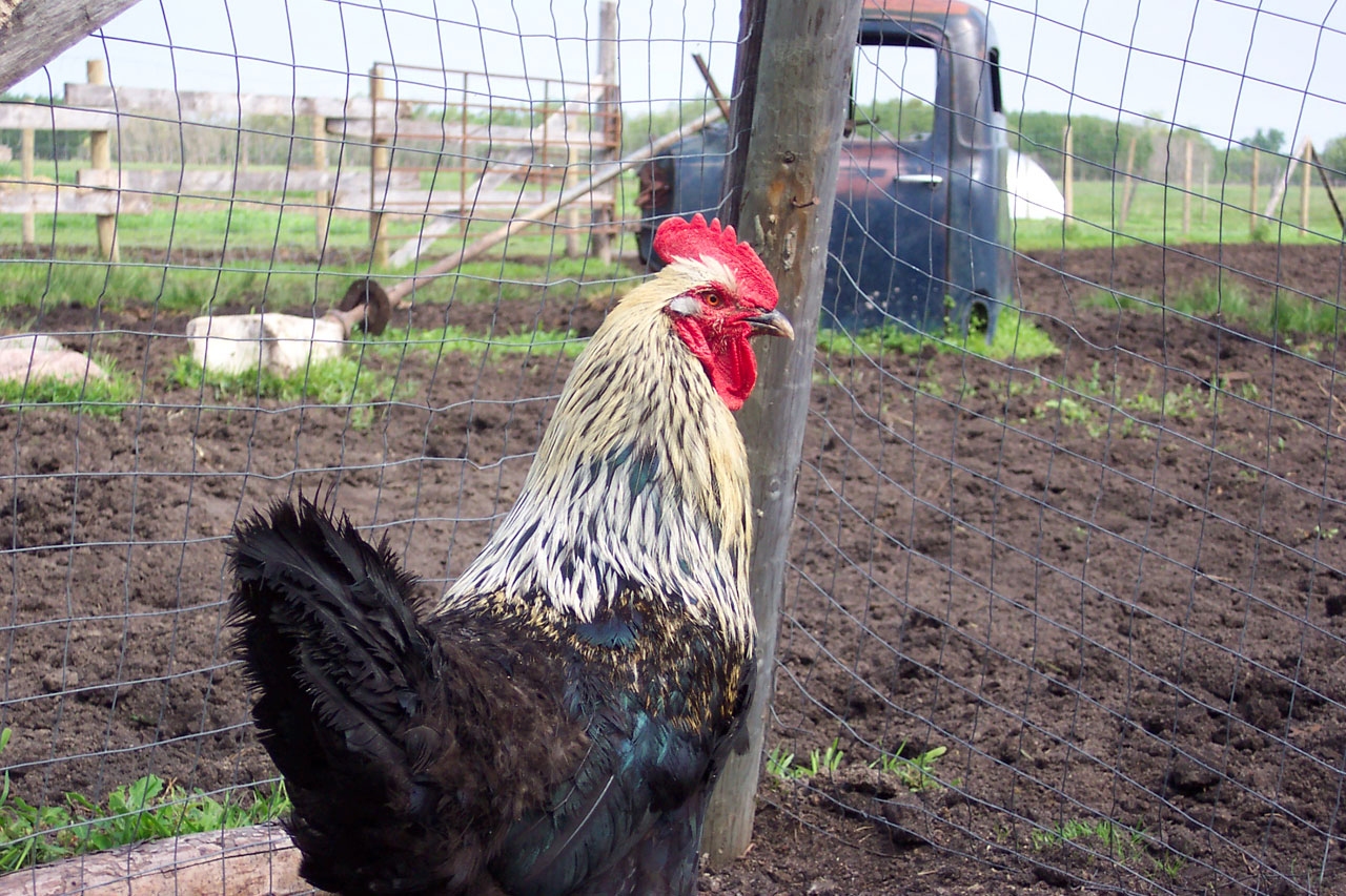 chicken hen fowl free photo